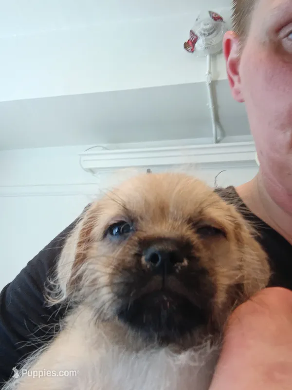 Mama's – West Highland White Terrier, Pug puppy for sale in San Francisco, CA