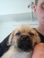 Mama's, a female West Highland White Terrier and Pug for sale in San Francisco, CA – 1 of 2