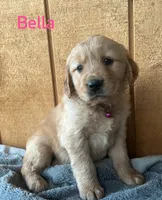 Bella, a female Golden Retriever for sale in Lodi, CA – 2 of 4