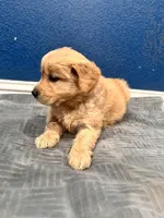 Loki , a male Golden Retriever for sale in Lodi, CA – Photo 4 of 6