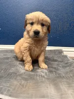 Loki , a male Golden Retriever for sale in Lodi, CA – Photo 3 of 6
