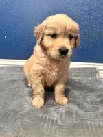 Loki , a male Golden Retriever for sale in Lodi, CA – Photo 2 of 6