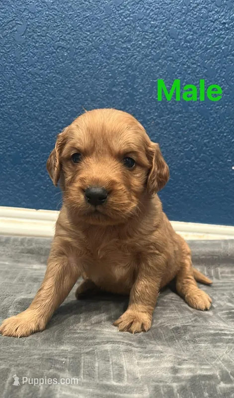 Nilo , a male Golden Retriever for sale in Lodi, CA – Photo 1 of 1