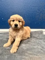 Loki , a male Golden Retriever for sale in Lodi, CA – Photo 6 of 6
