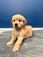 Loki , a male Golden Retriever for sale in Lodi, CA – Photo 1 of 6