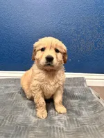 Loki , a male Golden Retriever for sale in Lodi, CA – Photo 5 of 6