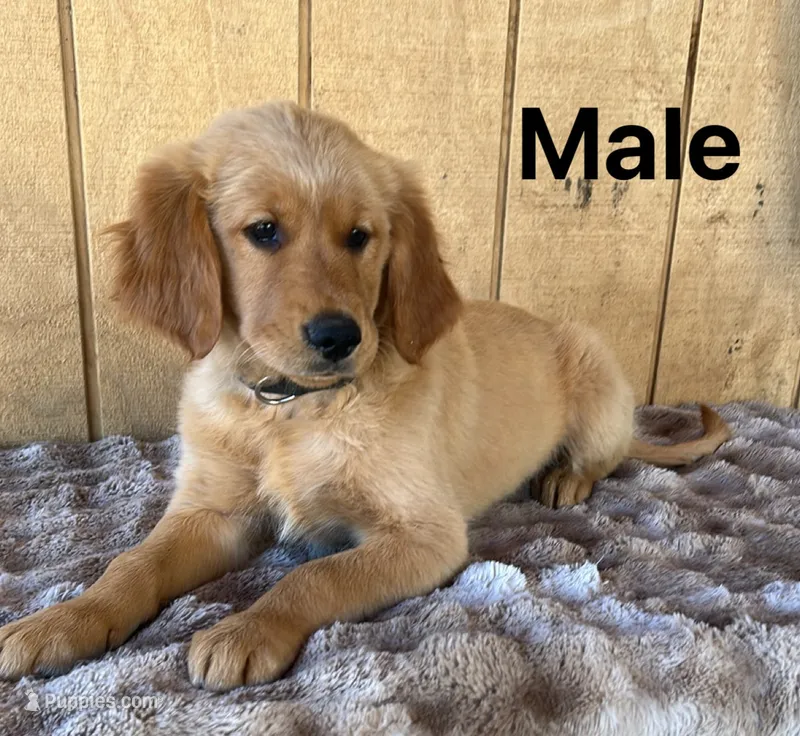Bruno  – Golden Retriever puppy for sale in Lodi, CA