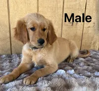 Bruno , a male Golden Retriever for sale in Lodi, CA – 1 of 3