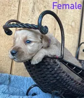 Daisy, a female Golden Retriever for sale in Lodi, CA – 1 of 2