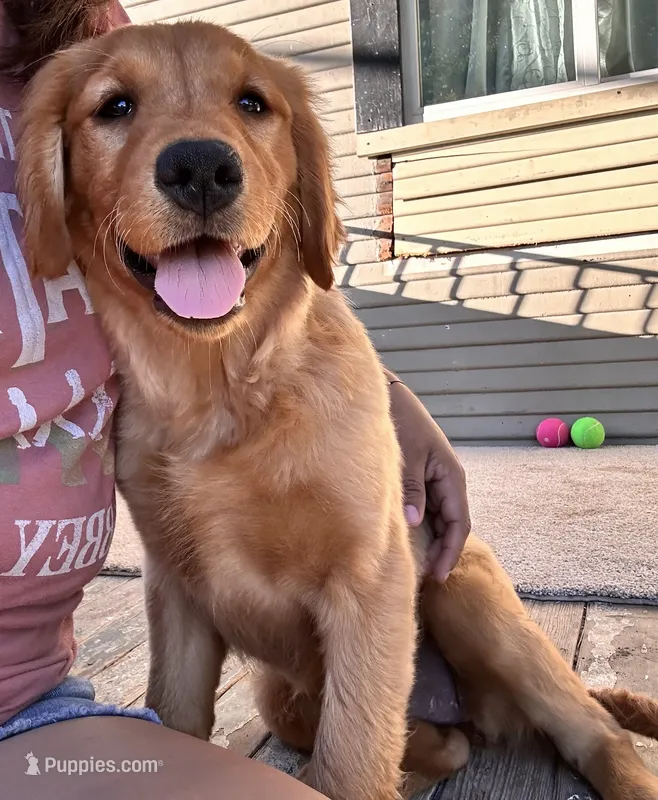 Keyla – Golden Retriever puppy for sale in Lodi, CA