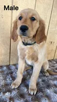 Bruno , a male Golden Retriever for sale in Lodi, CA – 3 of 3