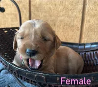 Zoe, a female Golden Retriever for sale in Lodi, CA – 2 of 2