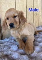 Loki, a male Golden Retriever for sale in Lodi, CA – 3 of 3