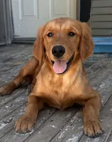 Nora , a female Golden Retriever for sale in Lodi, CA – 2 of 5
