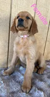 Nora , a female Golden Retriever for sale in Lodi, CA – 3 of 3