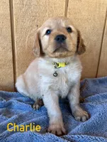 Charlie , a male Golden Retriever for sale in Lodi, CA – 4 of 4