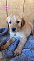 Zoe, a female Golden Retriever for sale in Lodi, CA – 1 of 4