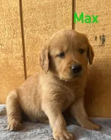 Max, a male Golden Retriever for sale in Lodi, CA – 4 of 4