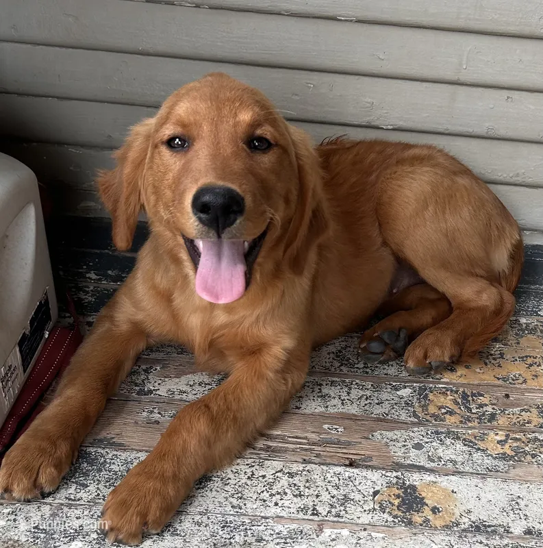 Nora  – Golden Retriever puppy for sale in Lodi, CA