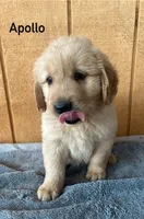 Apollo , a male Golden Retriever for sale in Lodi, CA – 4 of 4