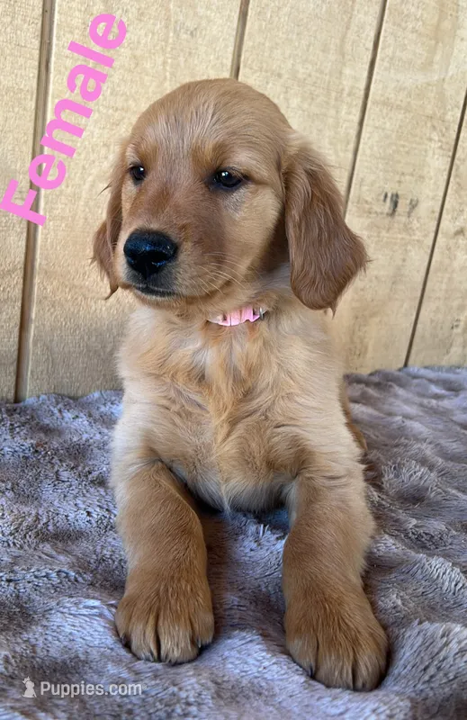 Nora  – Golden Retriever puppy for sale in Lodi, CA