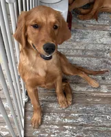 Nora , a female Golden Retriever for sale in Lodi, CA – 3 of 5