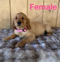 Keyla, a female Golden Retriever for sale in Lodi, CA – 6 of 6