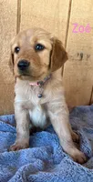 Zoe, a female Golden Retriever for sale in Lodi, CA – 3 of 4