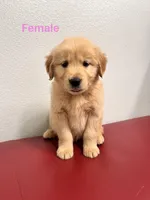 Mila , a female Golden Retriever for sale in Lodi, CA – Photo 2 of 2