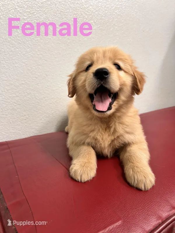 Mila  – Golden Retriever puppy for sale in Lodi, CA