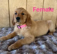 Keyla, a female Golden Retriever for sale in Lodi, CA – 4 of 6