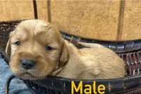 Charlie , a male Golden Retriever for sale in Lodi, CA – 2 of 2