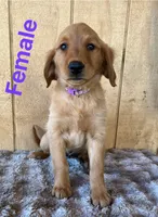 Kira , a female Golden Retriever for sale in Lodi, CA – 2 of 4