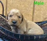 Max, a male Golden Retriever for sale in Lodi, CA – 2 of 2