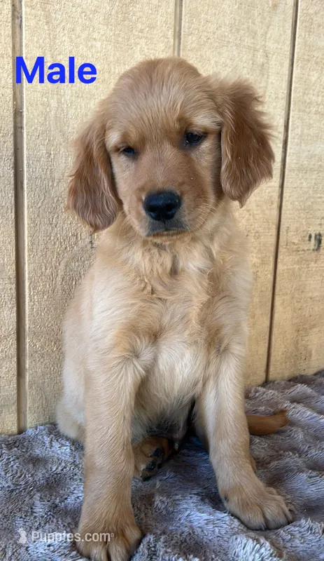 Loki – Golden Retriever puppy for sale in Lodi, CA