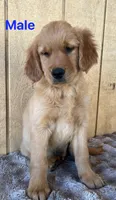 Loki, a male Golden Retriever for sale in Lodi, CA – 1 of 3