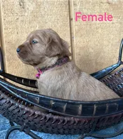 Rosie, a female Golden Retriever for sale in Lodi, CA – 2 of 2
