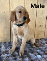 Bruno , a male Golden Retriever for sale in Lodi, CA – 2 of 3