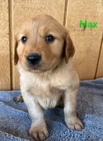 Max, a male Golden Retriever for sale in Lodi, CA – 2 of 4