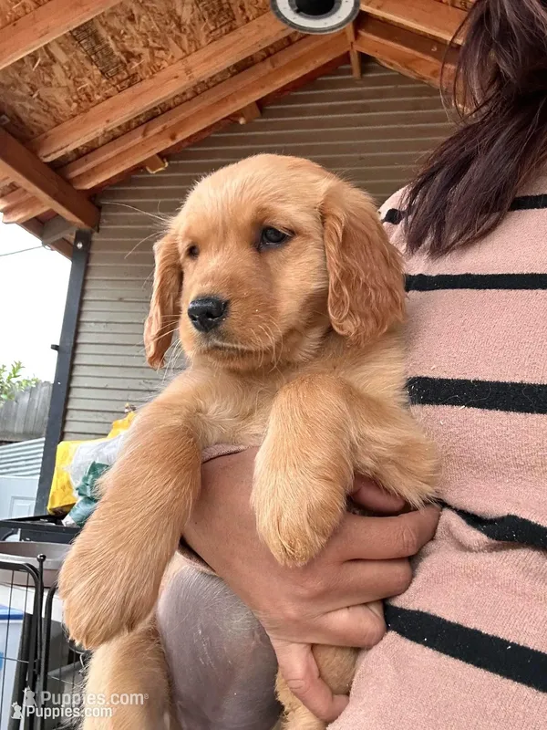 Kira  – Golden Retriever puppy for sale in Lodi, CA