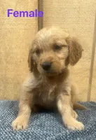 Kira , a female Golden Retriever for sale in Lodi, CA – Photo 2 of 2