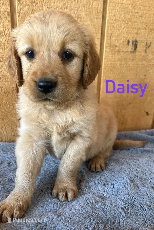 Daisy – Golden Retriever puppy for sale in Lodi, CA