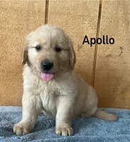 Apollo , a male Golden Retriever for sale in Lodi, CA – 2 of 4
