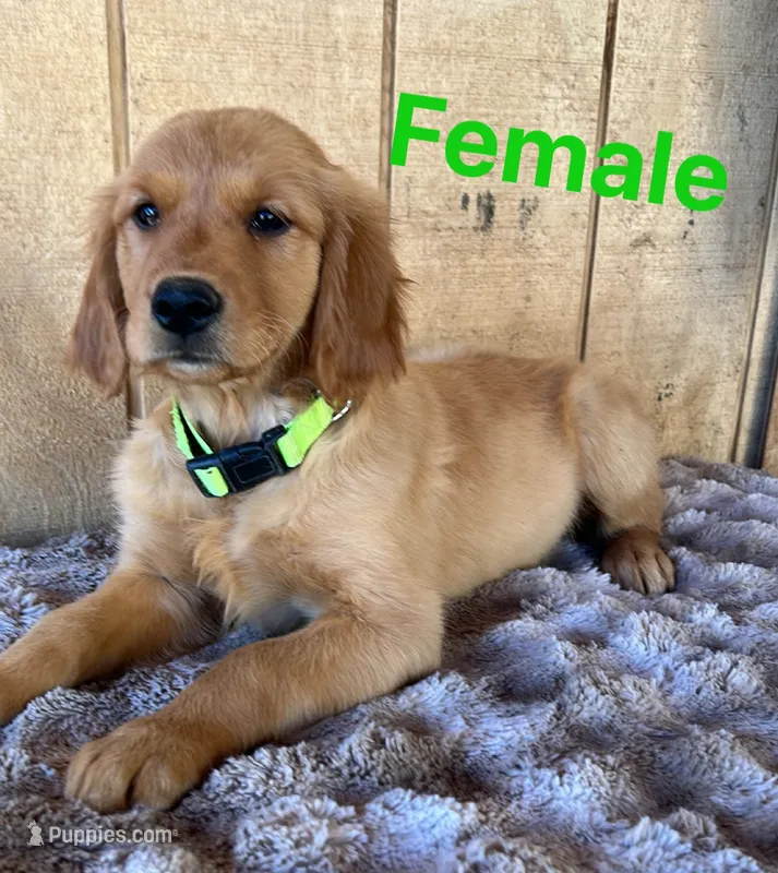Nala  – Golden Retriever puppy for sale in Lodi, CA