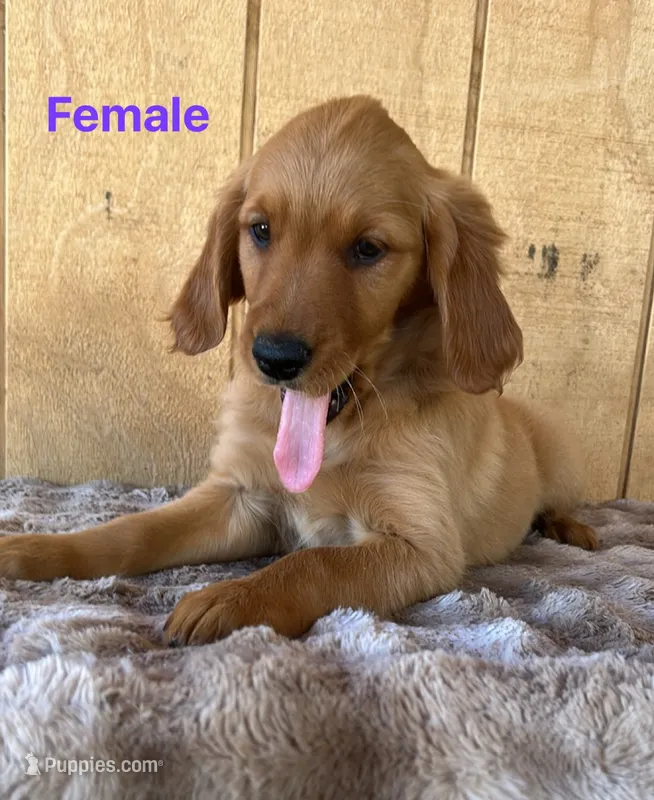 Kira  – Golden Retriever puppy for sale in Lodi, CA