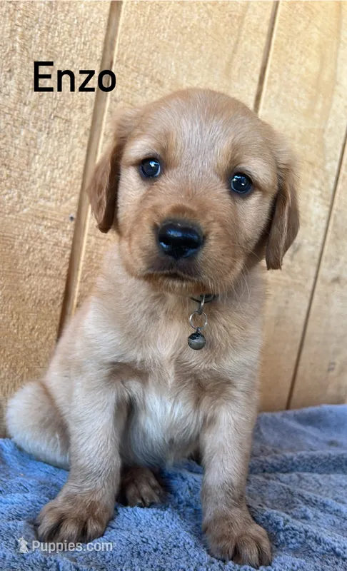 Enzo – Golden Retriever puppy for sale in Lodi, CA
