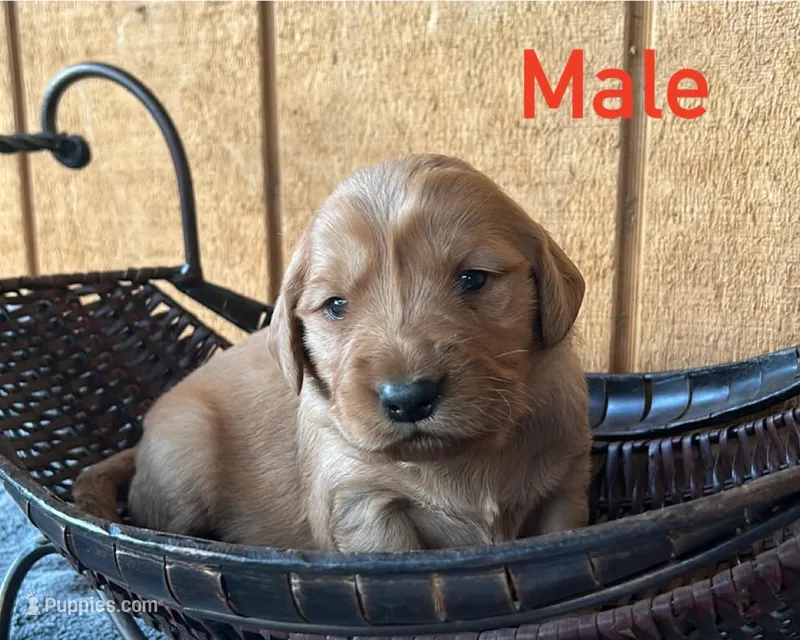 Lucas – Golden Retriever puppy for sale in Lodi, CA