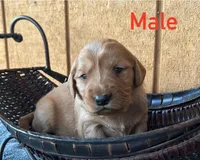 Lucas, a male Golden Retriever for sale in Lodi, CA – 1 of 2
