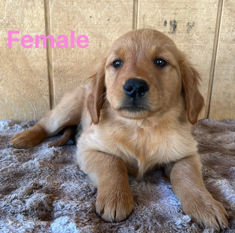 Nora  – Golden Retriever puppy for sale in Lodi, CA