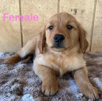 Nora , a female Golden Retriever for sale in Lodi, CA – 1 of 3